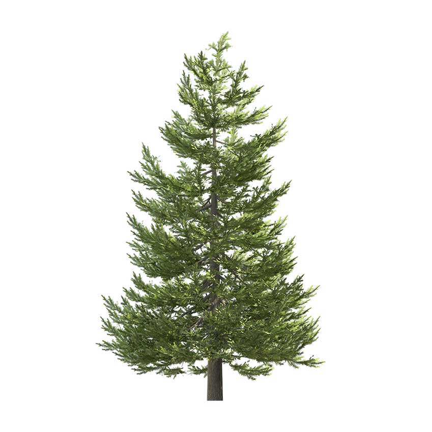 Picea Abies - Spruce